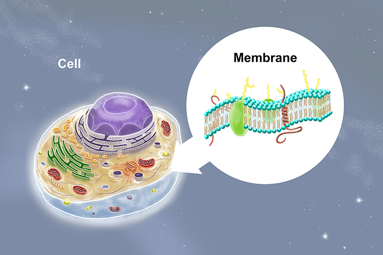Image of a cell and where membrane can be found